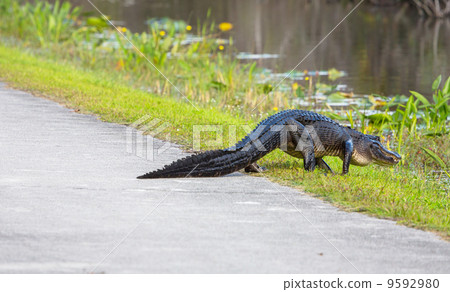 Alligator Alligator 9592980