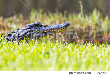 Alligator Alligator 9592983