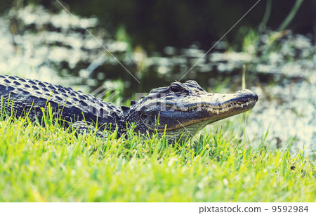 Alligator Alligator 9592984