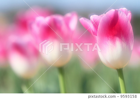 Tulip (pink) Tulip (pink) 9593158