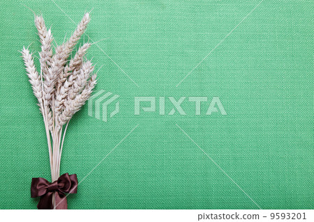 Ears of wheat on the green canvas. Ears of wheat on the green canvas. 9593201