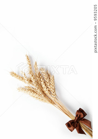 Wheat ears isolated on white background. Wheat ears isolated on white background. 9593205