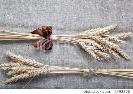 Ears of wheat on the canvas. Ears of wheat on the canvas. 9593206