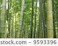  Bamboo grove 9593396