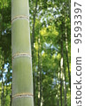 bamboo	 9593397