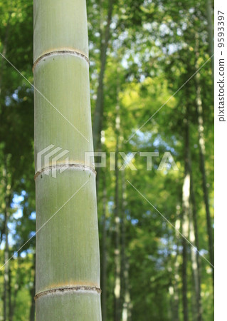 bamboo bamboo 9593397