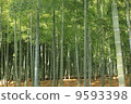  Bamboo grove 9593398