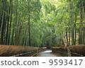  Bamboo grove 9593417