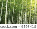  Bamboo grove 9593418