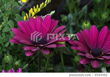 Osteopoulmum和Enicida 9593483