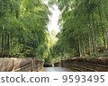  Bamboo grove 9593495