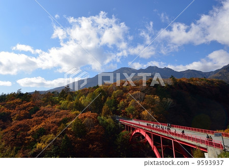 Autumn leaves of the Tozawa Bridge Autumn leaves of the Tozawa Bridge 9593937
