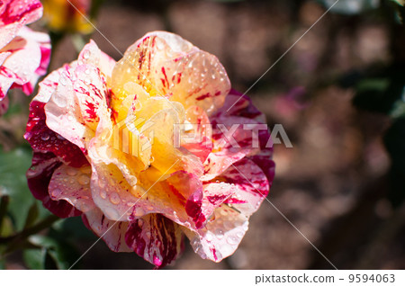 At the flower garden in California 6 9594063