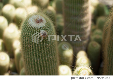 At the flower garden in California 7 9594064