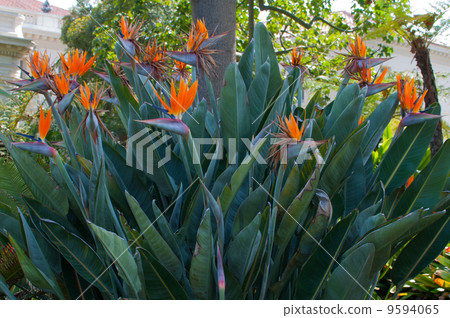 In the flower garden in California 8 9594065