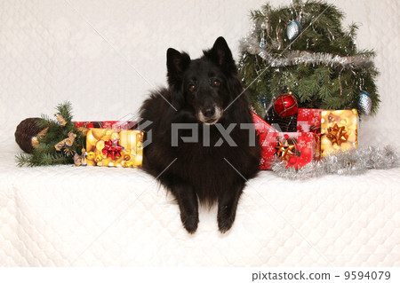 Nice groenendeal bitch with christmas decoration 9594079