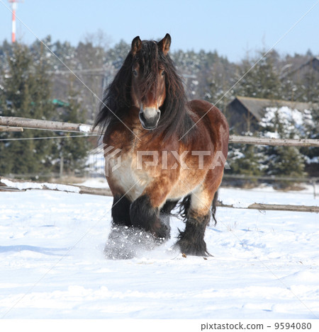 Nice dutch draught horse with long mane running in the snow Nice dutch draught horse with long mane running in the snow 9594080