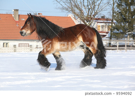 Nice dutch draught horse with long mane running in the snow Nice dutch draught horse with long mane running in the snow 9594092