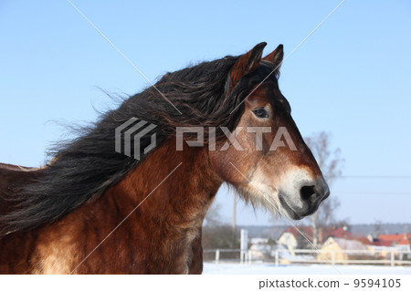 Nice dutch draught horse with long mane running in the snow 9594105