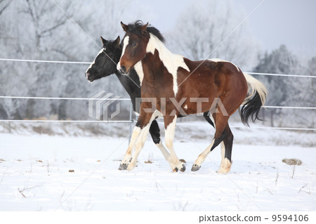 Two paint horses playing in winter Two paint horses playing in winter 9594106