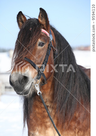 Dutch draught horse with bridle in winter Dutch draught horse with bridle in winter 9594110