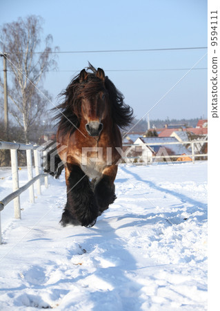 Nice dutch draught horse with long mane running in the snow Nice dutch draught horse with long mane running in the snow 9594111