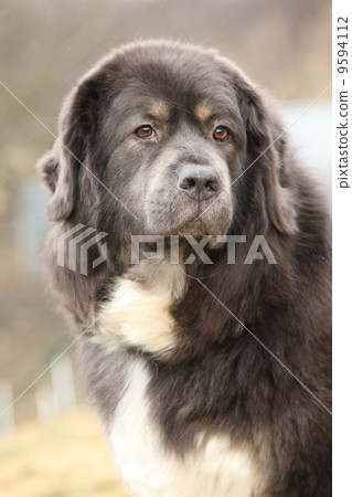 Amazing Tibetan mastiff patrolling in the garden Amazing Tibetan mastiff patrolling in the garden 9594112