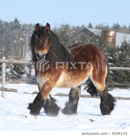 Nice dutch draught horse with long mane running in the snow Nice dutch draught horse with long mane running in the snow 9594119