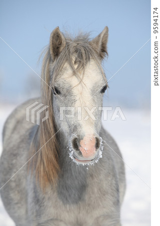 Amazing grey pony in winter 9594174