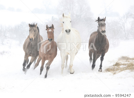 Batch of horses running in winter Batch of horses running in winter 9594247