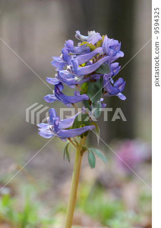 Flowers of birthwort 9594325