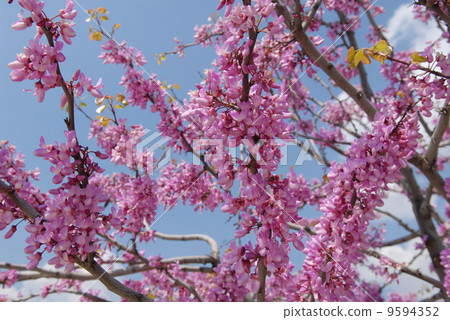 Judas or RedBud Tree Judas or RedBud Tree 9594352