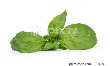 fresh green basil top leaves 9594810