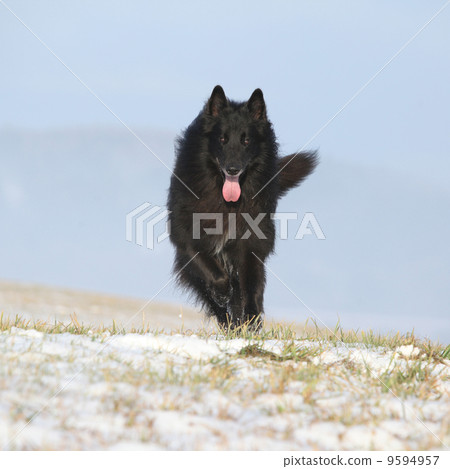 Six years old Groenendael running in winter Six years old Groenendael running in winter 9594957