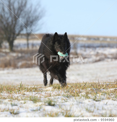 Six years old Groenendael running with its toy in winter Six years old Groenendael running with its toy in winter 9594960