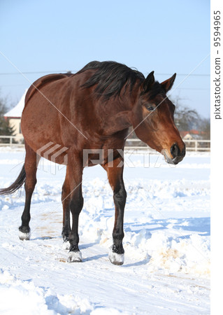 Gorgeous brown horse in winter 9594965
