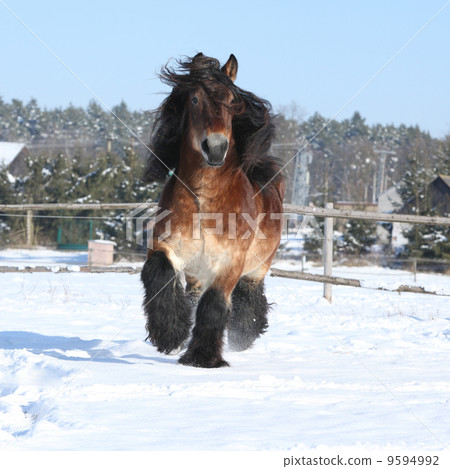 Nice dutch draught horse with long mane running in the snow Nice dutch draught horse with long mane running in the snow 9594992