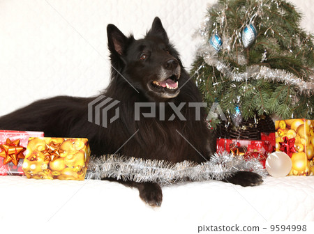 Amazing groenendeal dog with christmas decorations Amazing groenendeal dog with christmas decorations 9594998