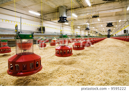 poultry farm poultry farm 9595222