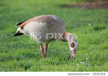 野生鳥在洛杉磯 野生鳥在洛杉磯 9595428