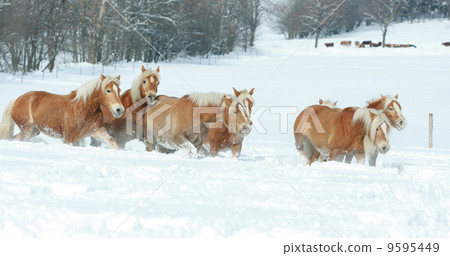 Batch of haflingers together in winter 9595449