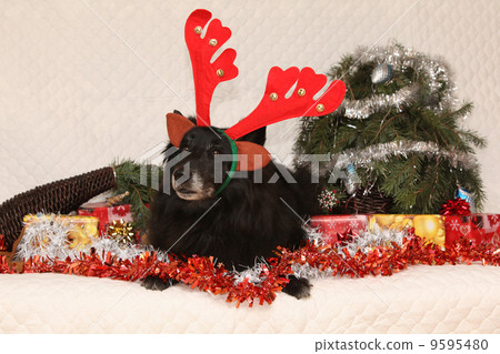 Black Chien de Berger Belge with reindeer antlers in a christmas 9595480
