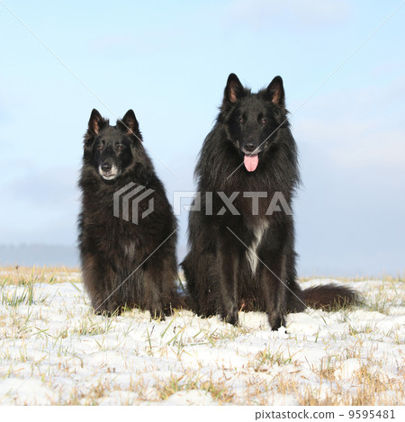 Two amazing Groenendaels sitting in winter Two amazing Groenendaels sitting in winter 9595481