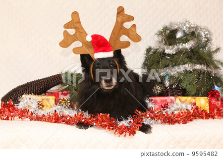 Black Chien de Berger Belge with reindeer antlers in a christmas 9595482