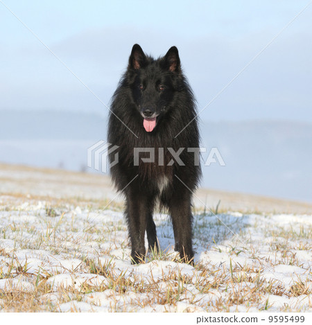 Gorgeous Groenendael standing in front of foggy valley Gorgeous Groenendael standing in front of foggy valley 9595499
