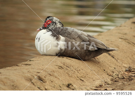Wild bird in Los Angeles 9595526