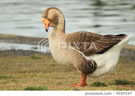 Wild bird in Los Angeles 9595547