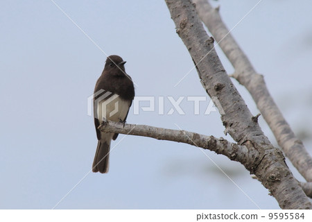 Wild bird in Los Angeles Wild bird in Los Angeles 9595584