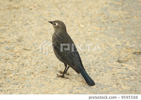 野生鳥在洛杉磯 野生鳥在洛杉磯 9595588