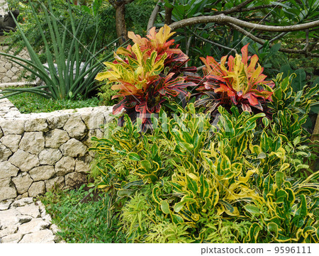 Tropical garden 9596111